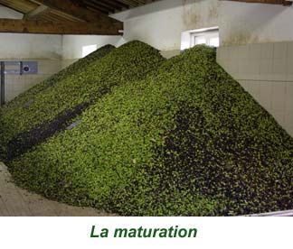 10maturation