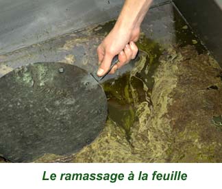 24feuille