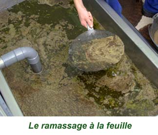 25feuille