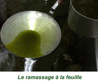26feuille
