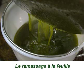 27feuille