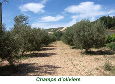3champsoliviers