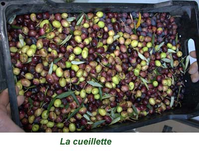 4cueillette