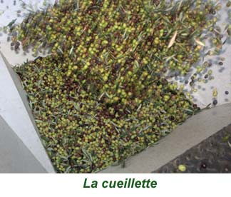 5cueillette