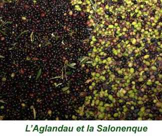 6aglandau