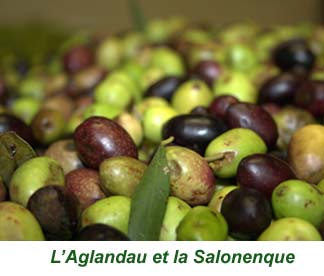 7aglandau