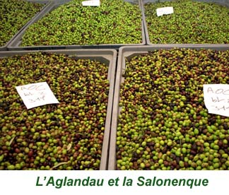 8aglandau