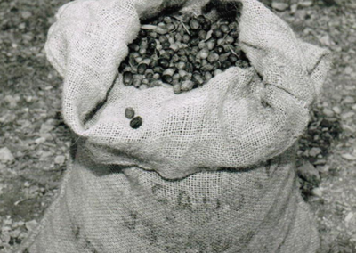 1973-sacs-d'olives-servant-au-transport-et-à-la-manutention-des-olives-jusqu'au-grenier